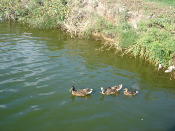 and ducks